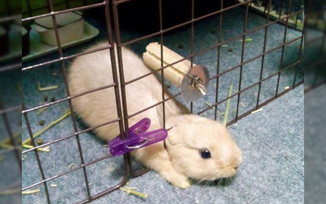 This Adorable Bunny Just Took A Super Straightforward Approach To The Great Escape