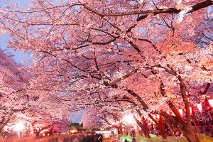 10 Picturesque Sakura Viewing Spots In Japan You Won’t Want To Miss