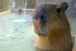 There’s A Hot Spring In Japan Where You Can Bathe With Capybaras
