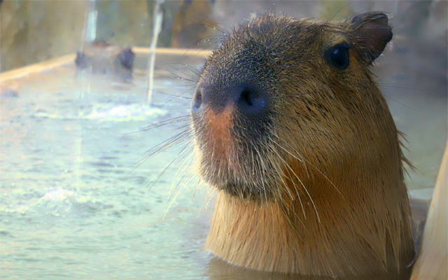 There’s A Hot Spring In Japan Where You Can Bathe With Capybaras