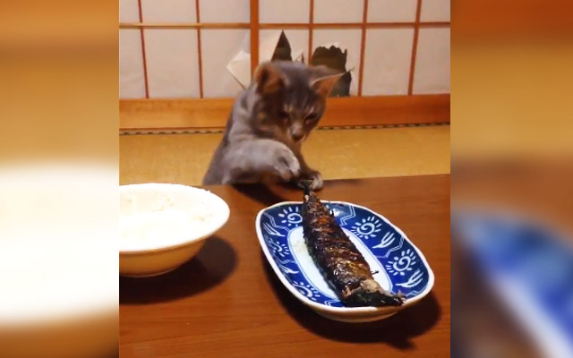 This Cat Has Her Eyes Set On Fish, But Dad Won’t Make It That Easy