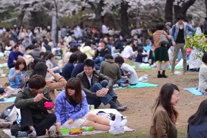 The “Curious” Culture Of Hanami: Picnicking Under The Sakura Trees
