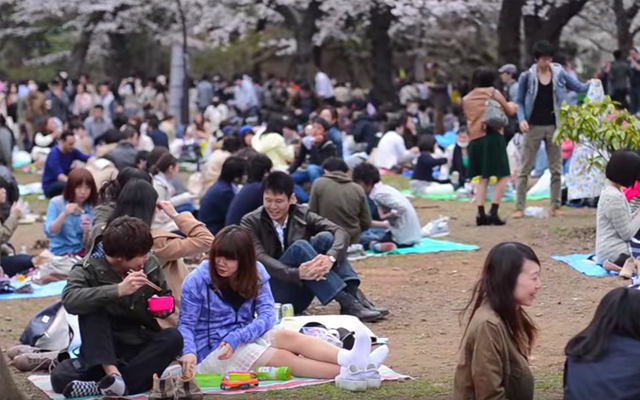 The “Curious” Culture Of Hanami: Picnicking Under The Sakura Trees