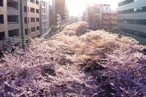 Drone Captures Breathtaking Bird’s-Eye-View Of 800 Sakura Trees In Tokyo