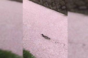 This Duck Swimming Through A Sakura-Covered River Is Your Zen Moment Of The Day