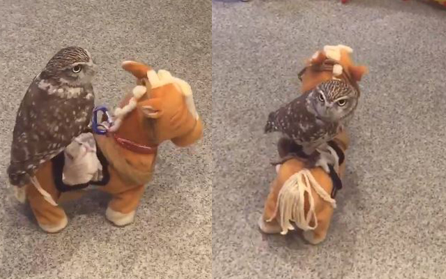 Owl Cafe Staff Member Masterfully Rides A Toy Horse Like It Ain’t No Thing