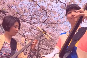 Masterful Performance By Two Shamisen Girls Under Sakura Trees Is Simply Awe-Inspiring