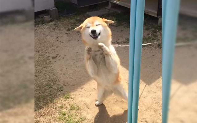 This Shiba Inu Greets Other Dogs With The Most Adorable Song And Dance Routine
