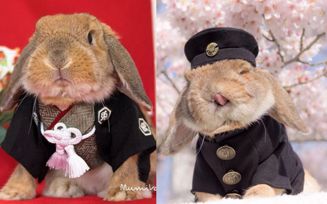 Japan’s PuiPui Is “The Most Stylish Bunny in the World” And Has The Costumes And Derp Faces To Prove It