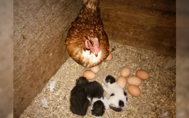 Three Kittens Born In A Chicken Coop Now Have 400 Mama Hens Looking Over Them
