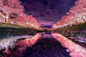 Give A Bittersweet Goodbye To Sakura Season With Tokyo Camera Club’s Breathtaking Photos