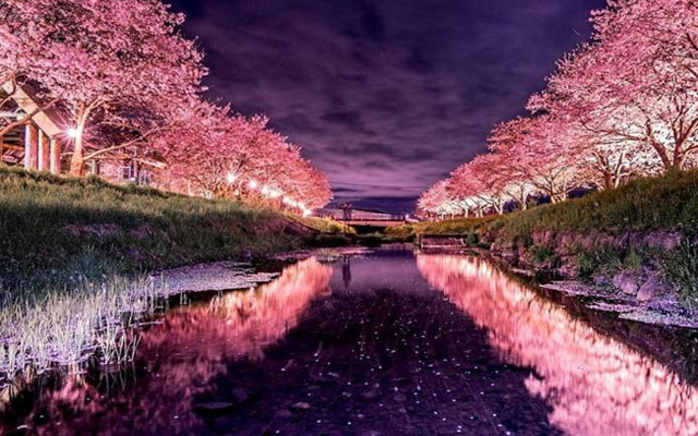 Give A Bittersweet Goodbye To Sakura Season With Tokyo Camera Club’s Breathtaking Photos