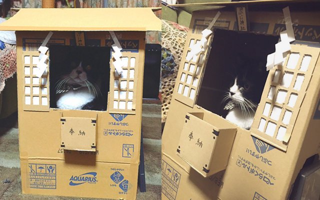 Express Your Gratitude In Front Of This Cardboard Cat Shrine