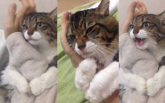We All Want Someone Who Will Hold Us Like This Adorably Stubborn Cat