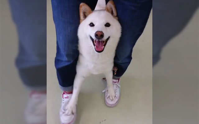 This Shiba Inu Walking On Owner’s Feet Like Stilts Is All The Cuteness You’ll Need Today