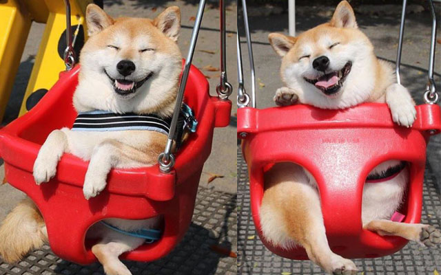 You Can’t Get Any Freaking Happier Than This Shiba Inu In A Swing