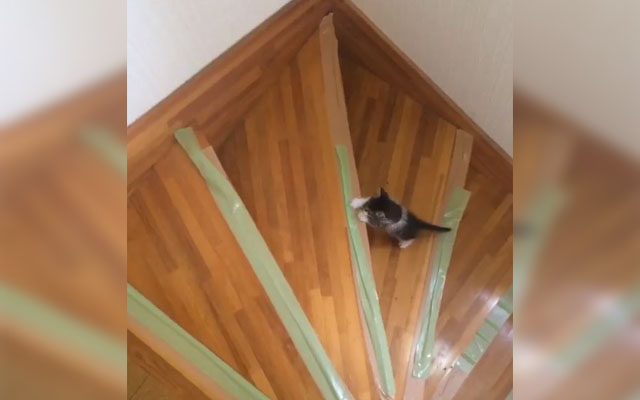 Japanese Kitten’s Adorable Triumph Over Stair Climbing Shows That Practice Makes Purrfect