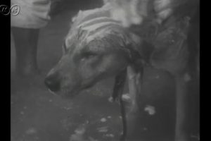 Old Footage Reveals That Animals In Japan Love Hot Springs As Much As People