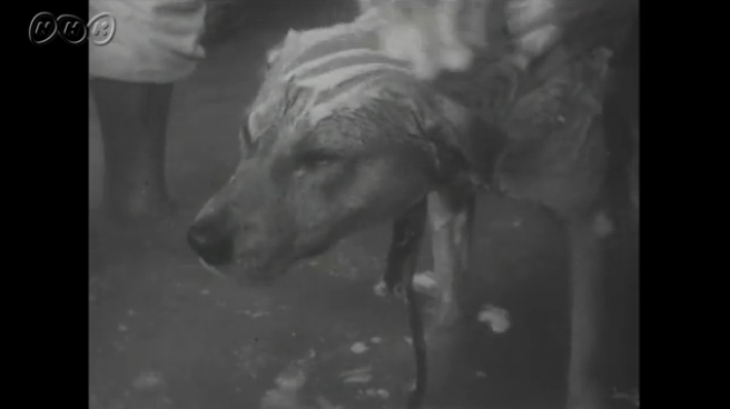 Old Footage Reveals That Animals In Japan Love Hot Springs As Much As People