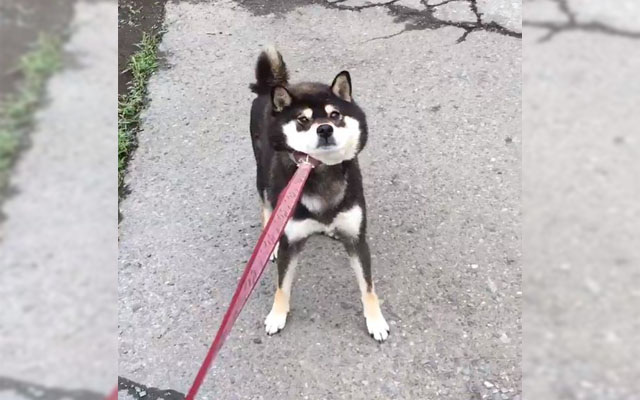 Stubborn Shiba Inu Refuses To Walk, Adorably Goes Into Warp Speed When Promised Food