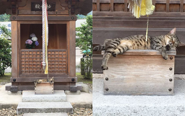 Sleeping Cat Guards Japanese Shrine, Makes Praying Adorably Impossible
