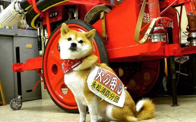 Kyoto’s Fire Brigade Dog Is Kinda Badass And A Great Messenger