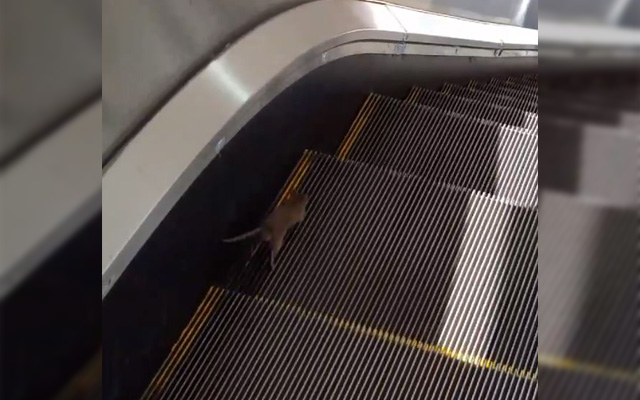 Mouse Adorably Struggles With Escalator, Receives Japanese Hospitality From Station Staff