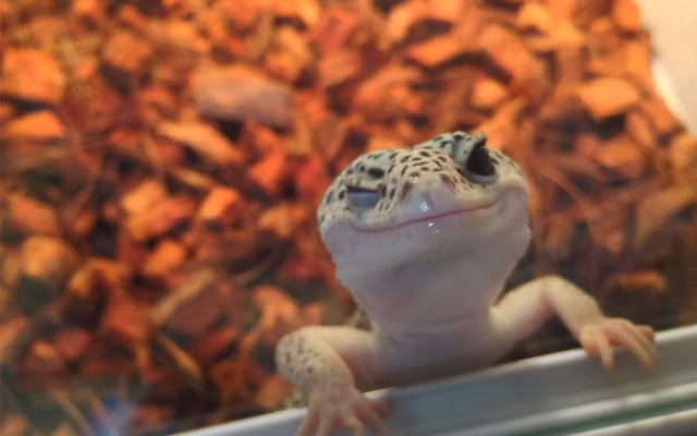 Behold!  The World’s Cheekiest Gecko