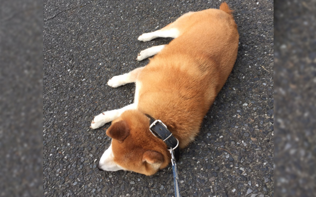 Tired Shiba Is Totally Fed Up With Pokémon GO