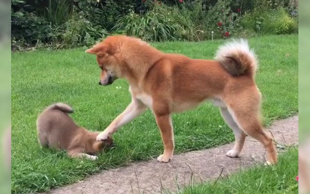 Father Shiba Pats His Son Like What Us Humans Do To Show Love