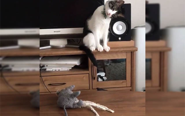 Japanese Cat’s Mind Blown After His Favorite Mouse Toy Gets Washed