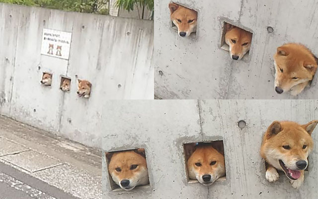 This Trio Of Japanese “Wall Dogs” Peeking Out Of Holes Is Just Too Cute