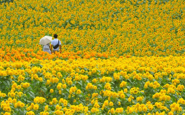 Over 1 Million Sunflowers Are In Bloom At Hiroshima’s Summer Sunflower Festival
