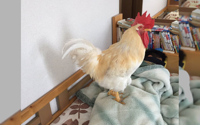 Pet Hen Wakes Up The Kids Every Morning With A Signature Cock-A-Doodle-Doo