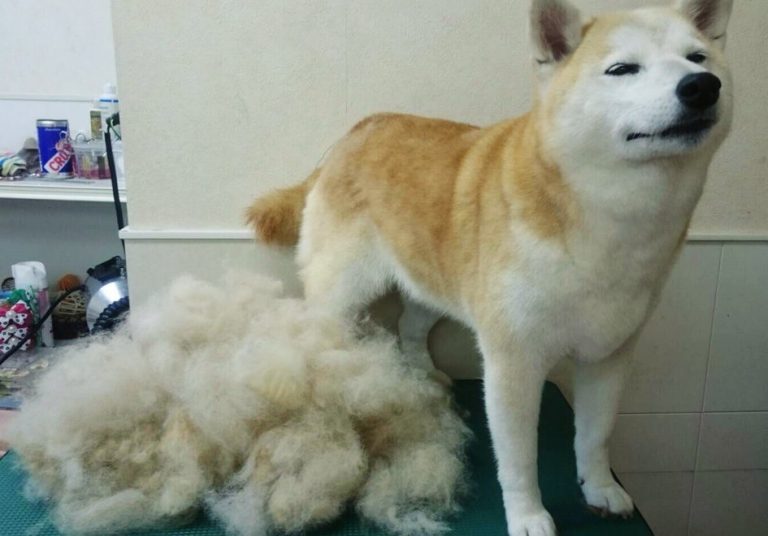 Shiba Rie Felt Heavenly Relief After Removing A Mountain Of Fur