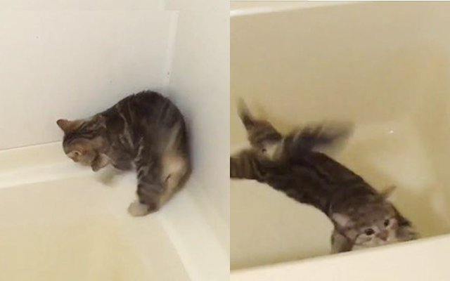 Chi-Chan The Kitty Has Curiously Adorable First Time Encounter With Bath Tub