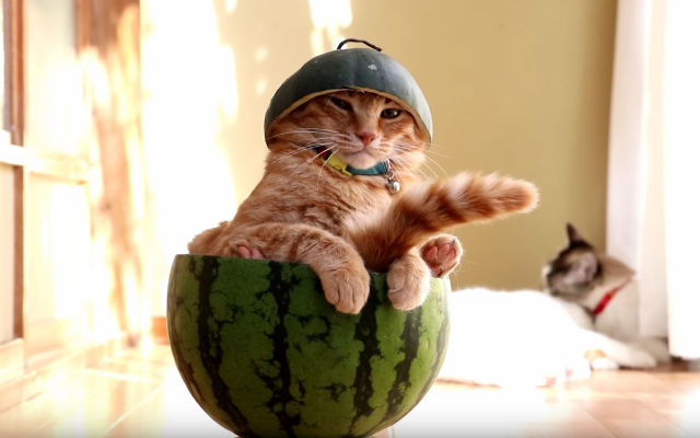 Here’s A Cat Spending The Last Days Of Summer In A Watermelon