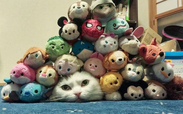 Cat Has Plushie Friends, So She Became A Plushie Herself