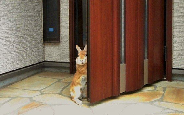 Adorable Bunny Disguises Herself As A Doorstop, Charms Japanese Twitter