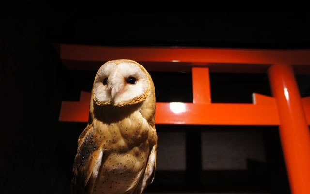 Hoot Shrine:  New Japanese Owl Shrine Cafe Boasts “Prettiest Place To Take Pictures Of Owls”