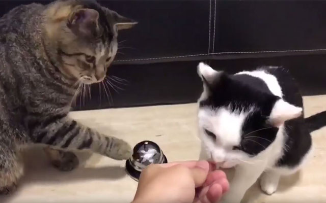 Clever Kitties Use A Bell To Order Their Treats