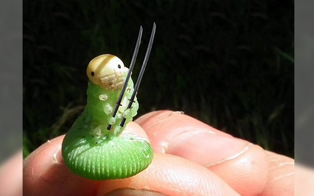 Don’t Get Too Close To This Killer Caterpillar Holding Two Japanese Swords