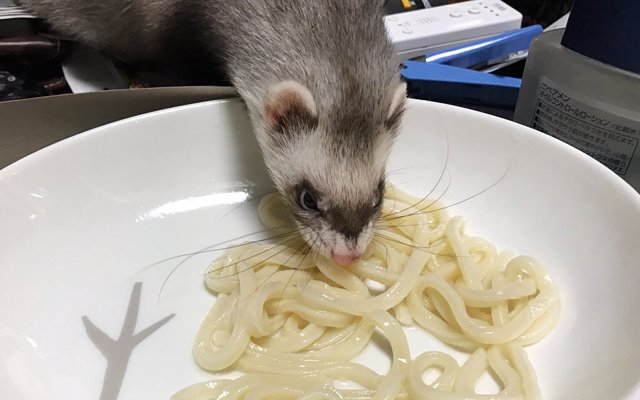 Pet Ferret Loves Udon So Much, He Does What He Has To Do