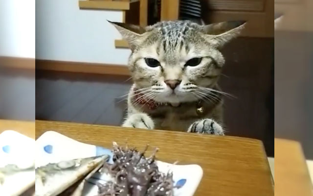 Hungry Cat Gets Caught Trying To Sneak In A Bite Of Her Human’s Fish