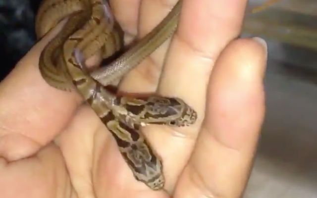 Rare Two-Headed Snake Found In Osaka Is Alive And Doing Well
