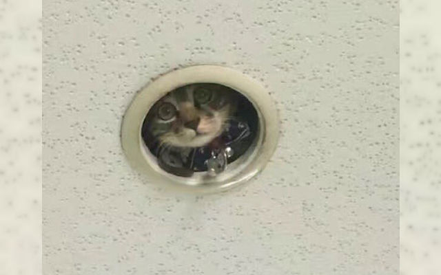 Office Gets New “Cat Security Camera” Installed In The Ceiling