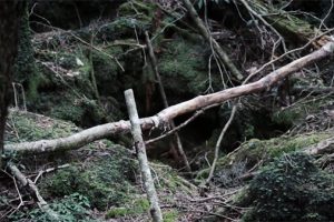 Wandering Through Japan’s Suicide Forest, Aokigahara