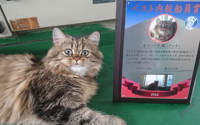 Cat Receives Best Sailor Award On A Japanese Coastal Vessel