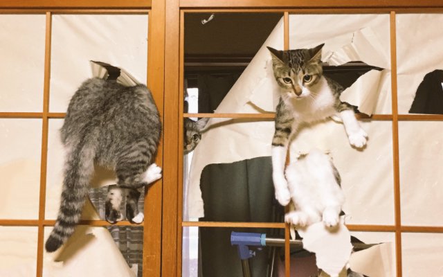 Cats Get Stucked After Too Much Poking Around On Japanese Screen Doors