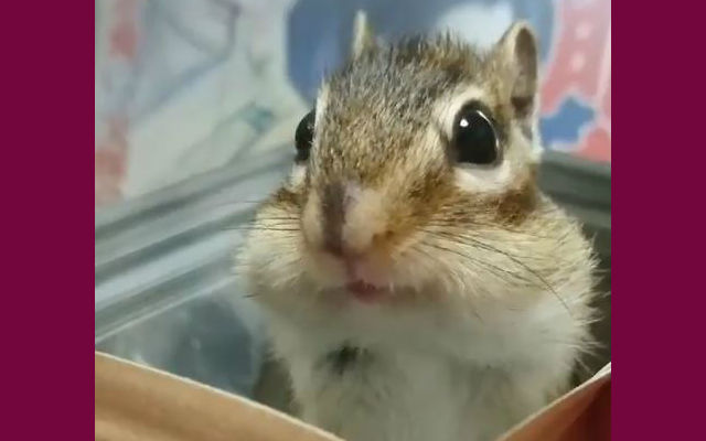 Adorable Chipmunk Turns Bag Into Cutest Jack-In-The-Box Ever
